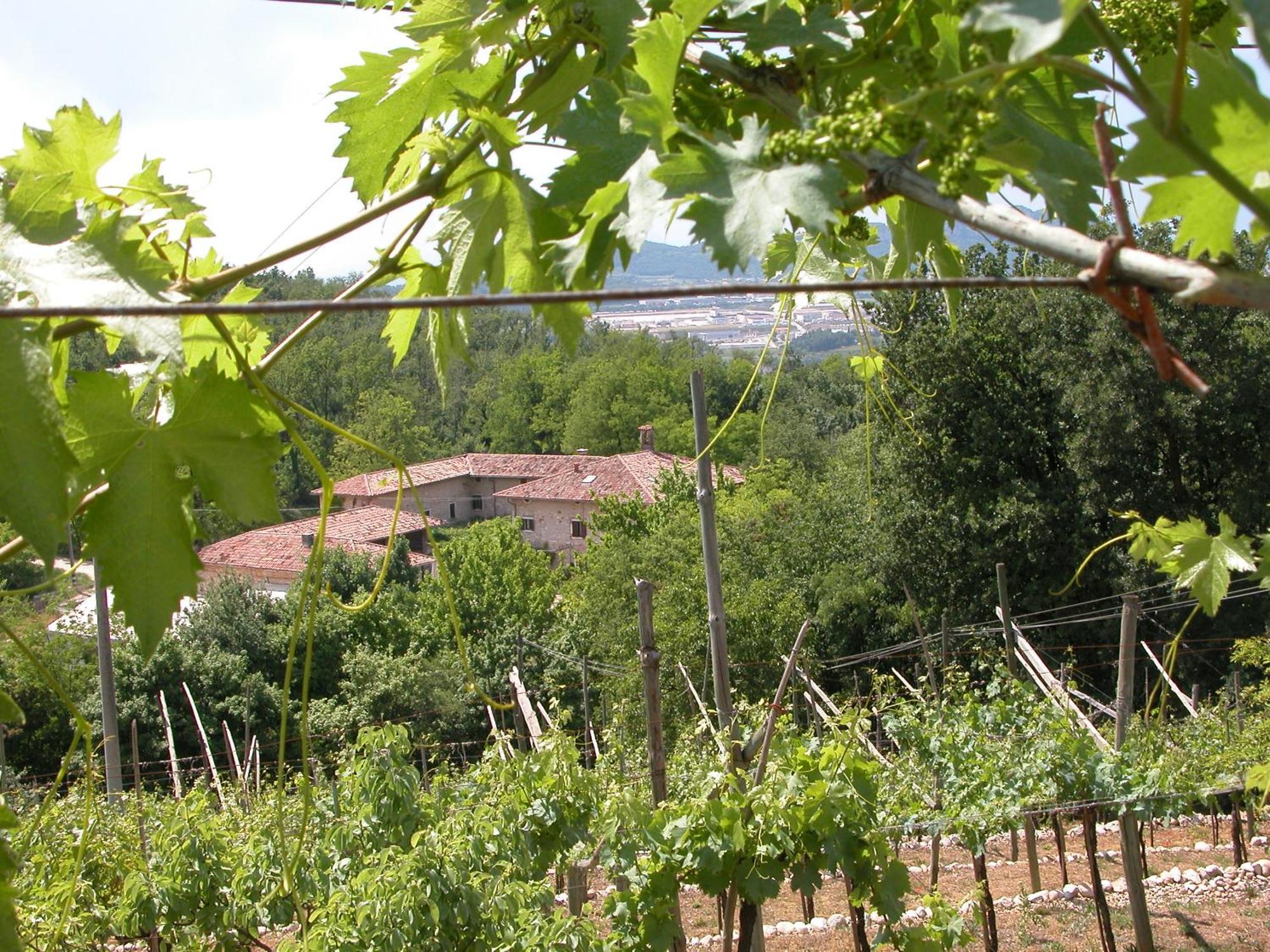 Agriturismo Ca' Verde Sant'Ambrogio di Valpolicella Ngoại thất bức ảnh